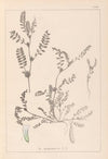 Herbier de la flore française Pl.0400