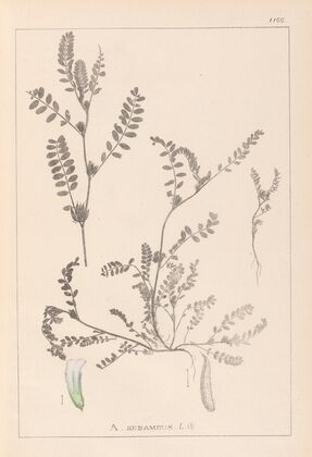 Herbier de la flore française Pl.0400