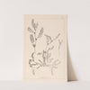 Herbier de la flore française Pl.0400 by Louis Antoine Cusin
