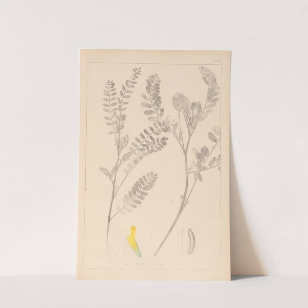 Herbier de la flore française Pl.0403 by Louis Antoine Cusin