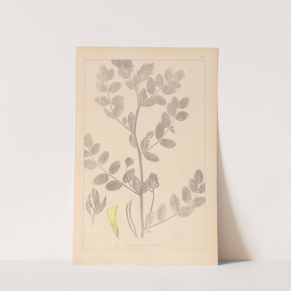 Herbier de la flore française Pl.0404 by Louis Antoine Cusin