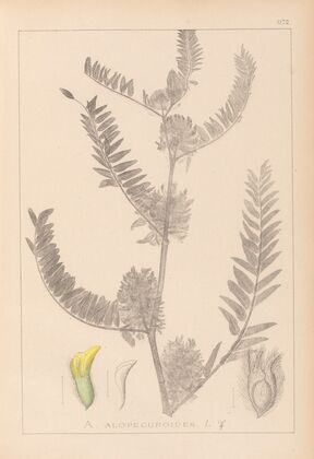 Herbier de la flore française Pl.0406
