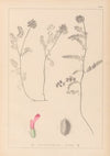 Herbier de la flore française Pl.0408