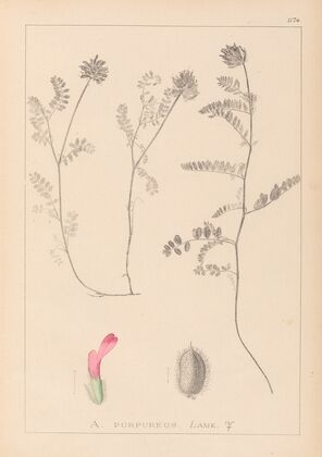 Herbier de la flore française Pl.0408