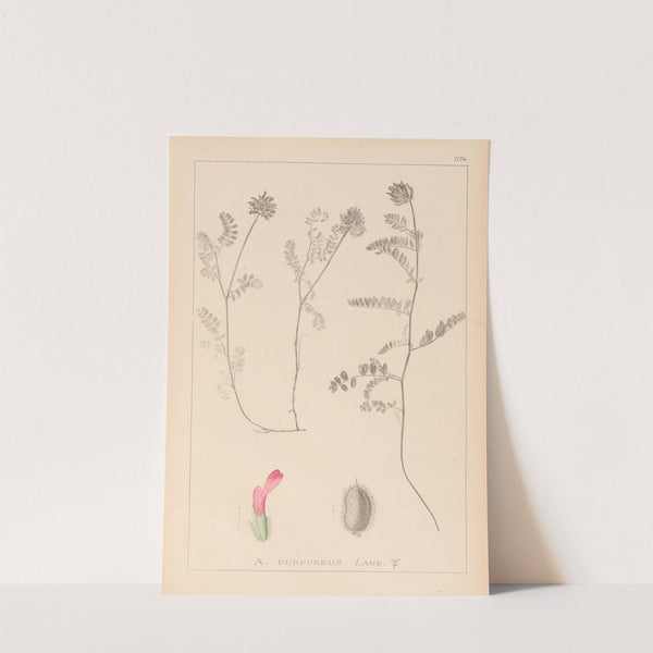 Herbier de la flore française Pl.0408 by Louis Antoine Cusin