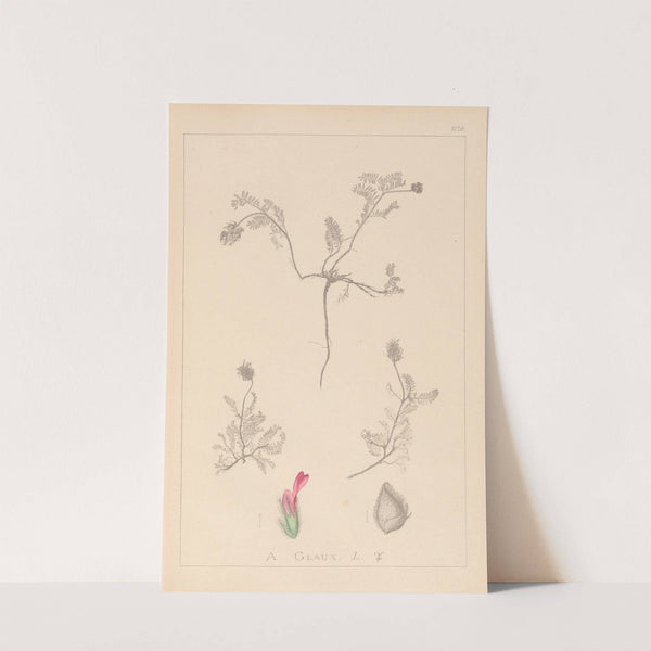 Herbier de la flore française Pl.0410 by Louis Antoine Cusin