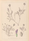 Herbier de la flore française Pl.0411