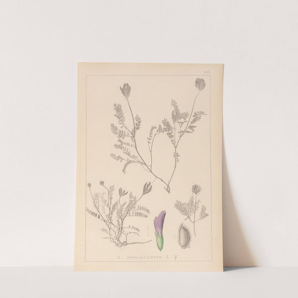 Herbier de la flore française Pl.0411 by Louis Antoine Cusin