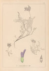 Herbier de la flore française Pl.0413