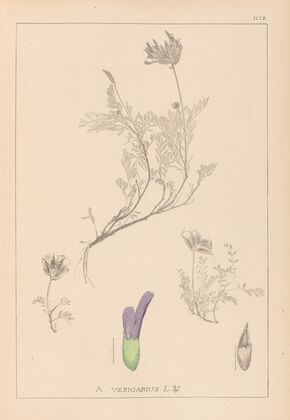 Herbier de la flore française Pl.0413