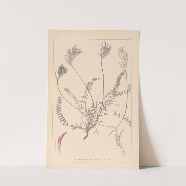 Herbier de la flore française Pl.0416 by Louis Antoine Cusin