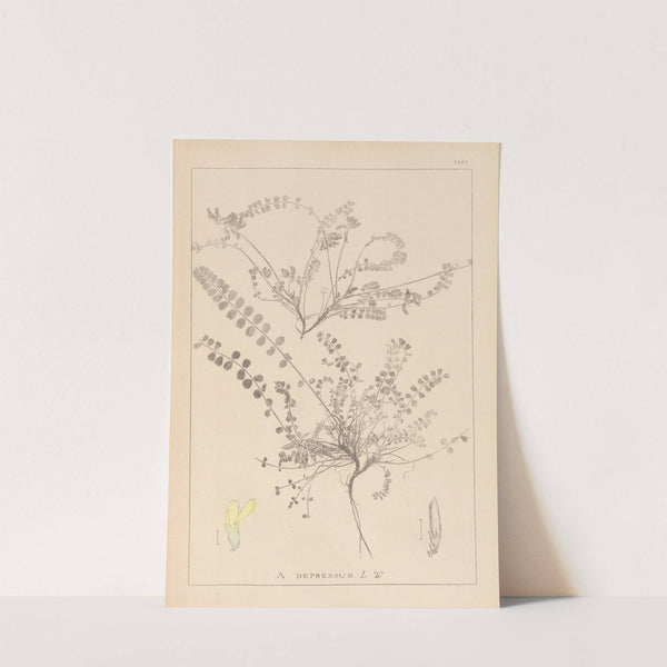 Herbier de la flore française Pl.0418 by Louis Antoine Cusin