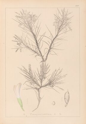 Herbier de la flore française Pl.0419
