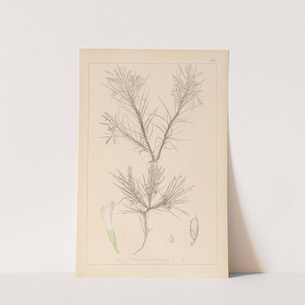 Herbier de la flore française Pl.0419 by Louis Antoine Cusin