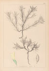 Herbier de la flore française Pl.0420