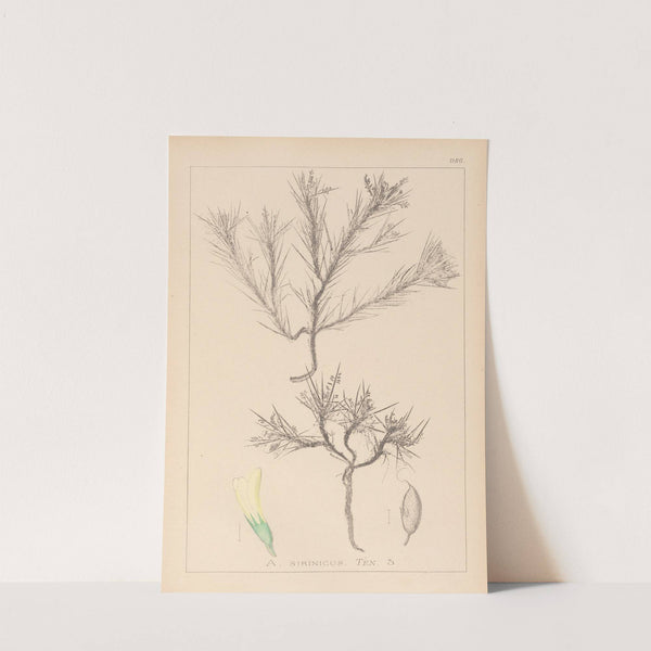 Herbier de la flore française Pl.0420 by Louis Antoine Cusin