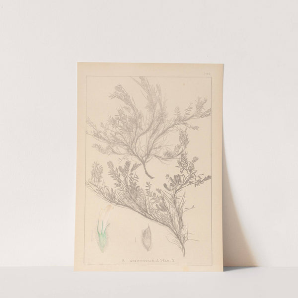 Herbier de la flore française Pl.0421 by Louis Antoine Cusin