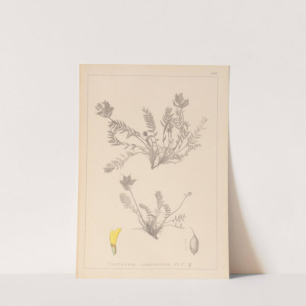 Herbier de la flore française Pl.0422 by Louis Antoine Cusin