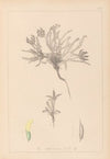 Herbier de la flore française Pl.0423