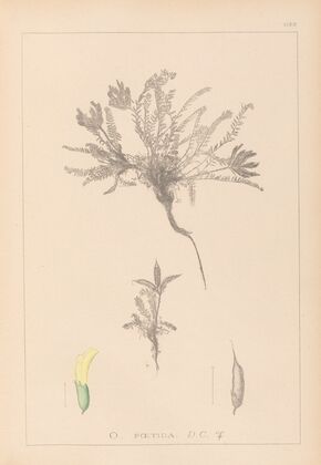 Herbier de la flore française Pl.0423
