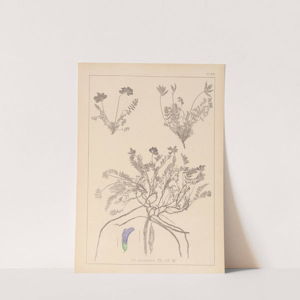 Herbier de la flore française Pl.0426 by Louis Antoine Cusin