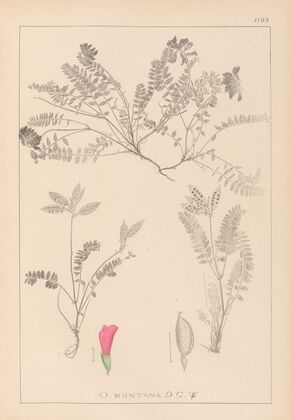 Herbier de la flore française Pl.0427