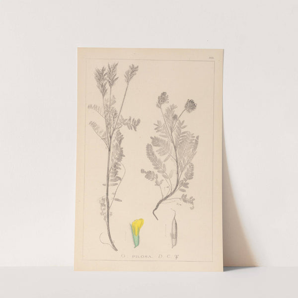 Herbier de la flore française Pl.0428 by Louis Antoine Cusin