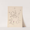 Herbier de la flore française Pl.0429 by Louis Antoine Cusin