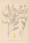 Herbier de la flore française Pl.0430