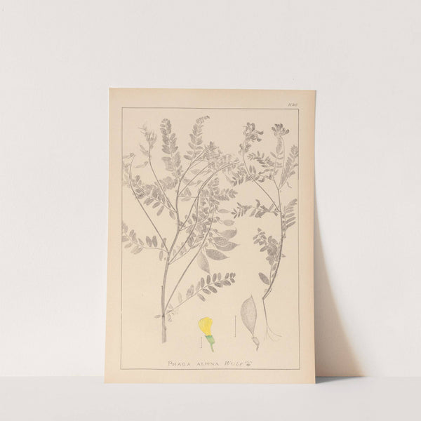 Herbier de la flore française Pl.0430 by Louis Antoine Cusin