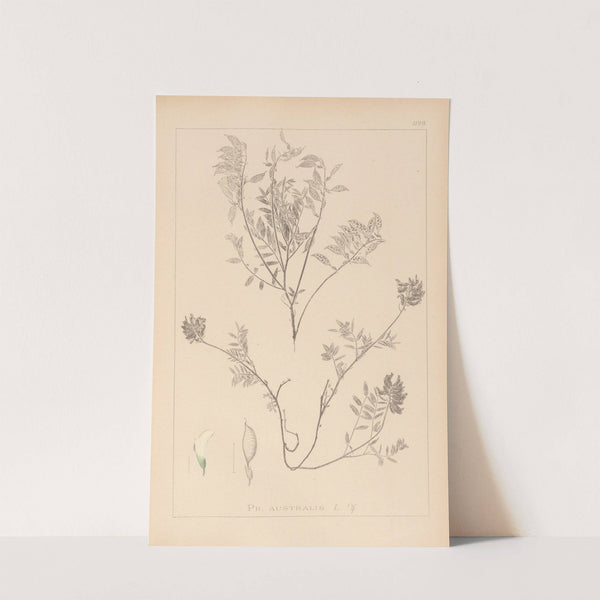 Herbier de la flore française Pl.0432 by Louis Antoine Cusin