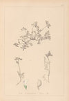 Herbier de la flore française Pl.0433