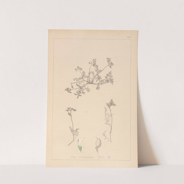 Herbier de la flore française Pl.0433 by Louis Antoine Cusin