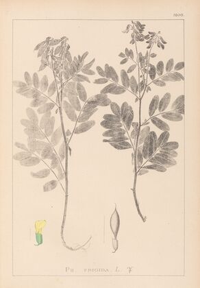 Herbier de la flore française Pl.0434