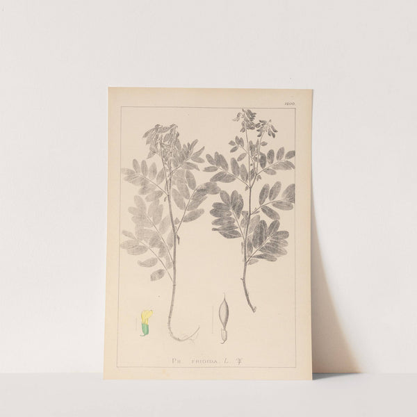 Herbier de la flore française Pl.0434 by Louis Antoine Cusin