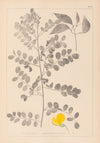 Herbier de la flore française Pl.0436