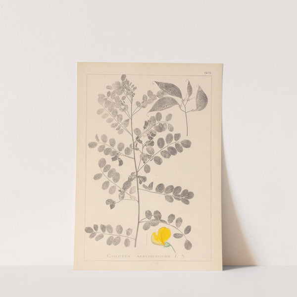 Herbier de la flore française Pl.0436 by Louis Antoine Cusin