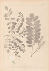 Herbier de la flore française Pl.0437
