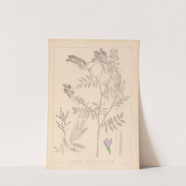 Herbier de la flore française Pl.0438 by Louis Antoine Cusin