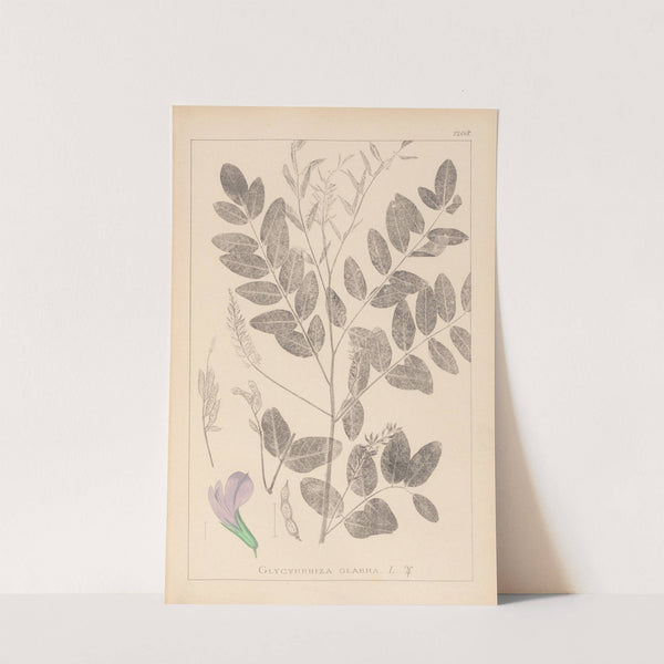 Herbier de la flore française Pl.0439 by Louis Antoine Cusin