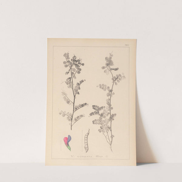 Herbier de la flore française Pl.0444 by Louis Antoine Cusin