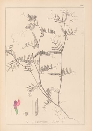 Herbier de la flore française Pl.0445