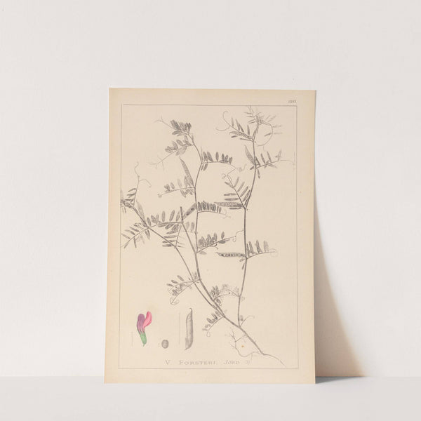 Herbier de la flore française Pl.0445 by Louis Antoine Cusin