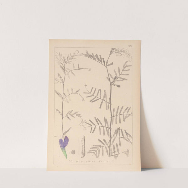 Herbier de la flore française Pl.0446 by Louis Antoine Cusin