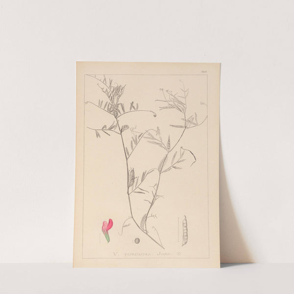 Herbier de la flore française Pl.0447 by Louis Antoine Cusin