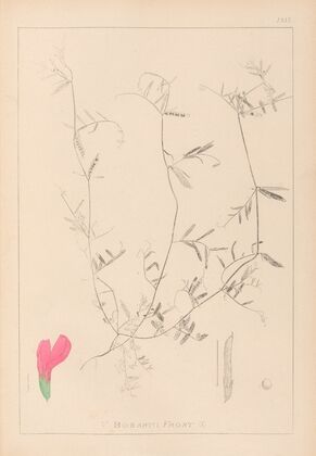 Herbier de la flore française Pl.0448