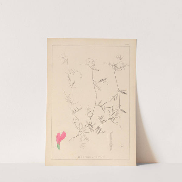 Herbier de la flore française Pl.0448 by Louis Antoine Cusin