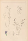 Herbier de la flore française Pl.0450