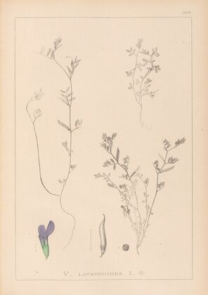 Herbier de la flore française Pl.0450