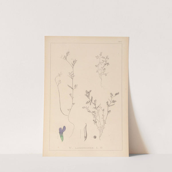 Herbier de la flore française Pl.0450 by Louis Antoine Cusin